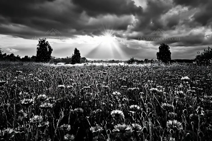 Christmas decorations in meadow under clouds and sunbeams - AI-generated stock image