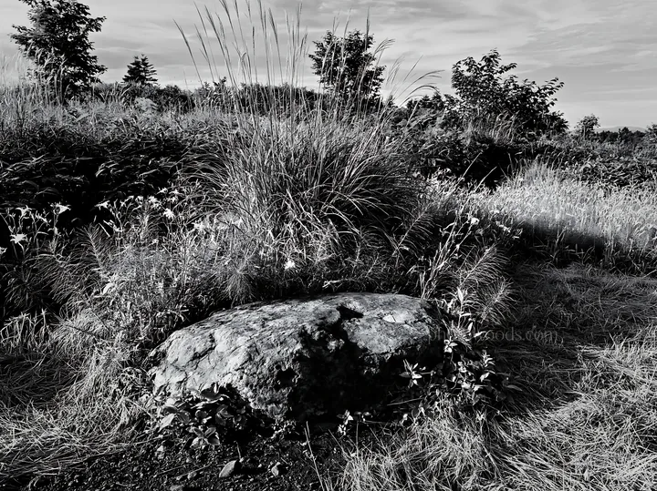 Black and white aomori climate resilient meadow with boulder - AI-generated stock image