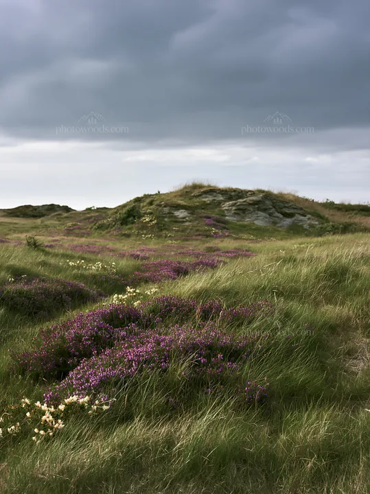 Cloudy wild thyme meadow with purple flowers - AI-generated stock image