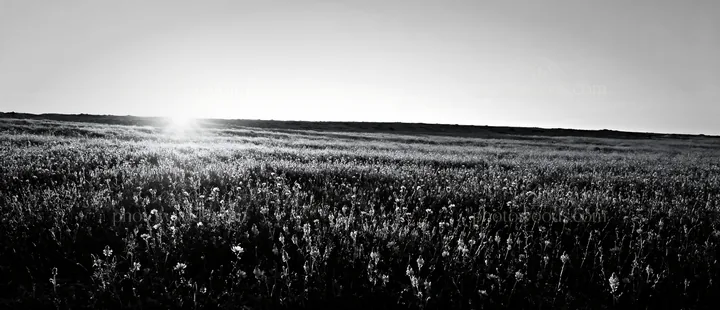 Black and white sainfoin chicory meadow under a setting sun - AI-generated stock image