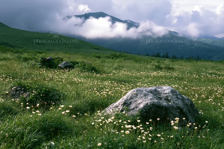 Yamaguchi limestone meadow with pale boulder and scattered flowers - AI-generated stock image