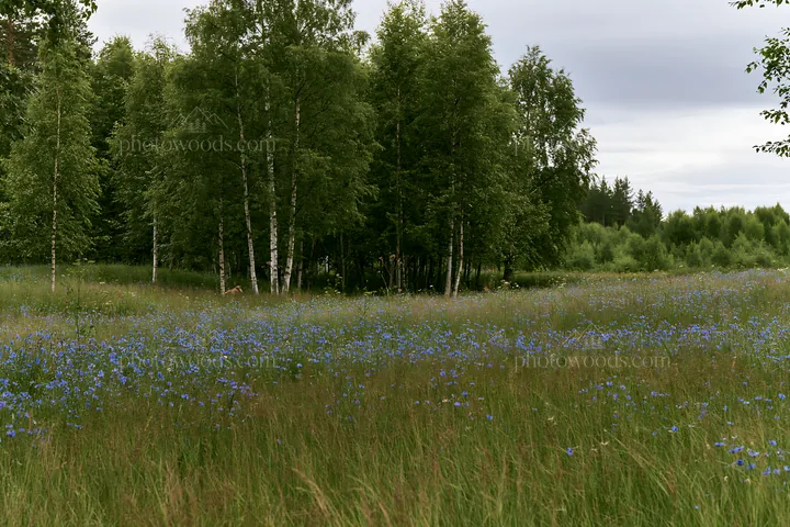 Forest edge meadow with wildflowers and trees - AI-generated stock image