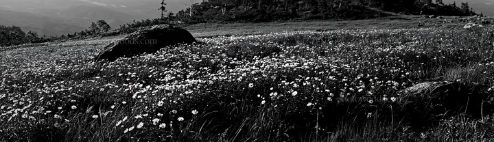 Black and white aomori climate resilient meadow with boulder - AI-generated stock image