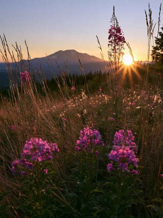 Fireweed meadow at sunset with mountain in the background - AI-generated stock image