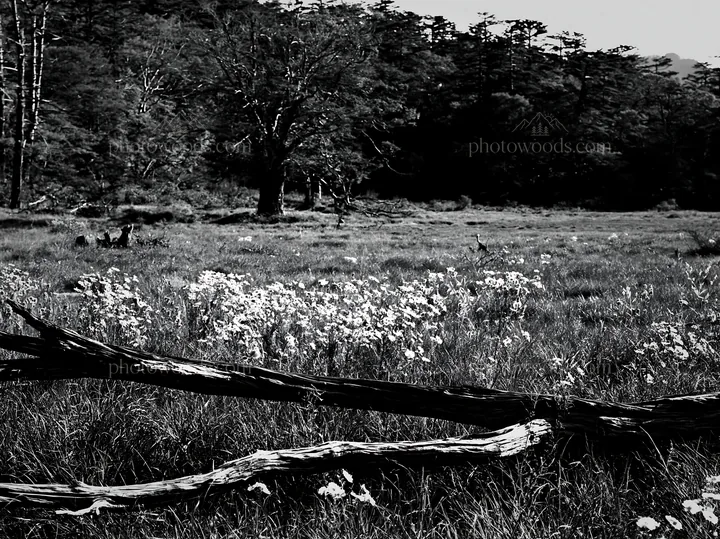 Black and white wakayama autumn meadow weathered wood foreground - AI-generated stock image
