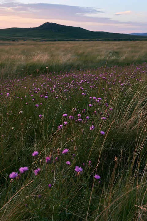 Knapweed blooms in a meadow at dusk - AI-generated stock image
