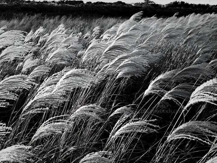 Black and white tokyo urban biodiversity meadow with seedheads in sunlight - AI-generated stock image