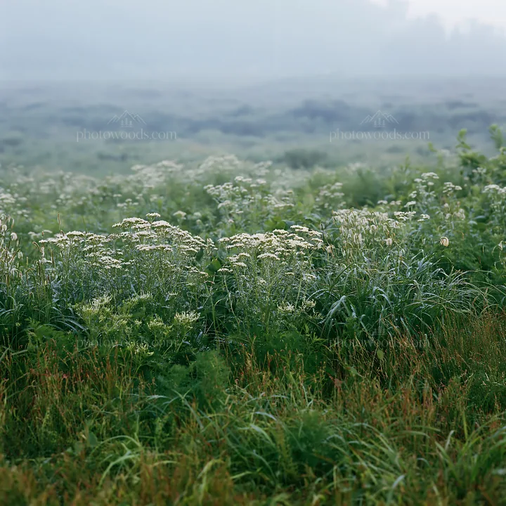 Expansive Hokkaido restoration meadow with dewdrops - AI-generated stock image