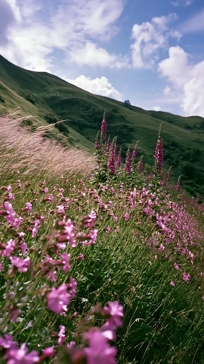 Meadow with campion flowers and rolling hills under blue sky - AI-generated stock image