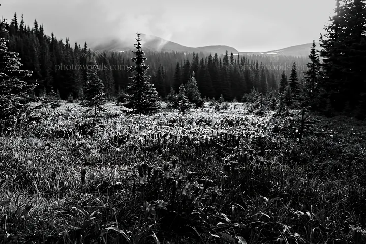 Misty forest meadow with trees and fog in background - AI-generated stock image