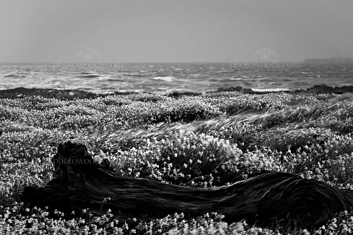Black and white chiba coastal climate meadow driftwood foreground - AI-generated stock image