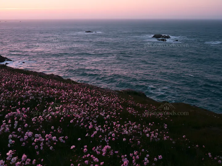 Colorful cosmos meadow by the ocean at sunset - AI-generated stock image