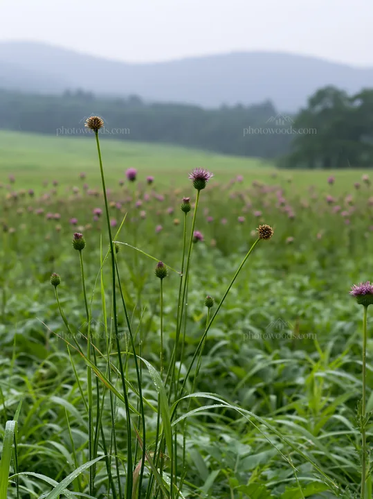 Iwate rain refreshed meadow seedhead foreground - AI-generated stock image
