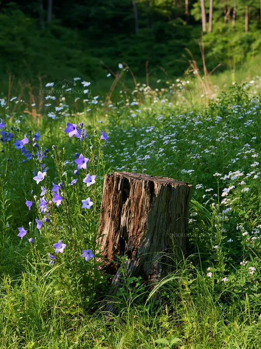 Fukushima native meadow with weathered stump - AI-generated stock image