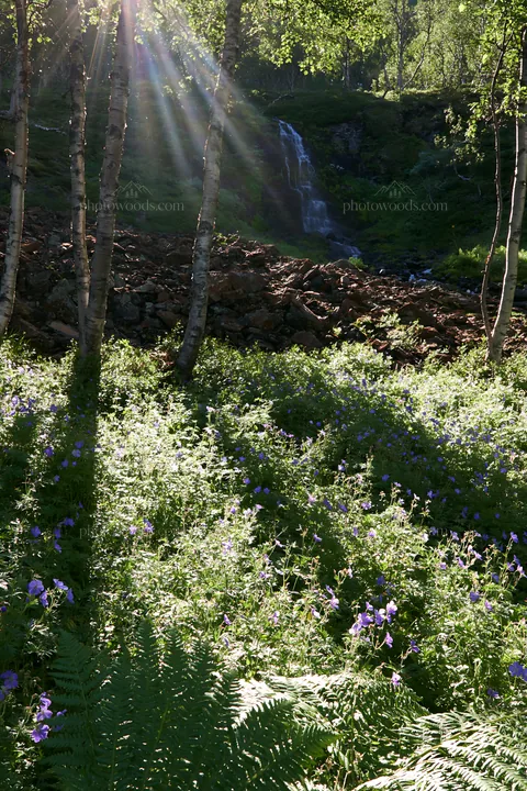 Sunbeams shine through trees over meadow in Jotunheimen valley - AI-generated stock image