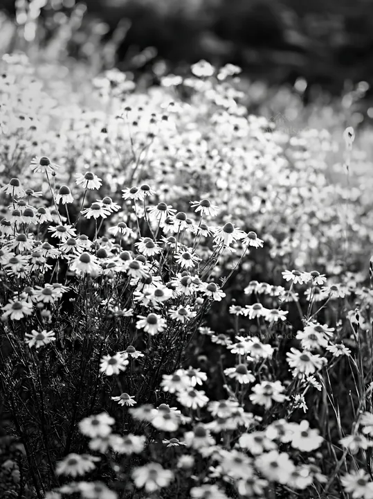 Chamomile flowers in a meadow for wellness campaign - AI-generated stock image