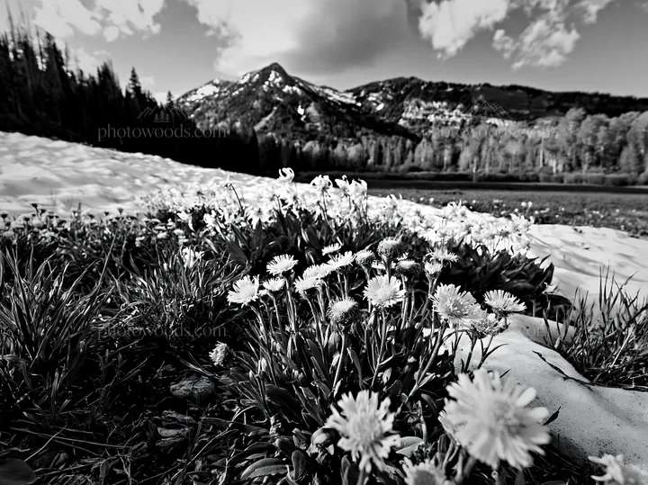 Snowy foothill meadow with flowers and mountains in background - AI-generated stock image
