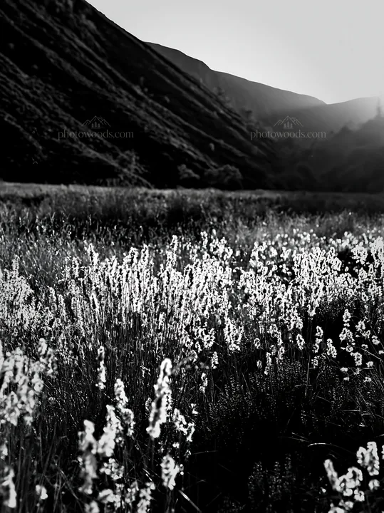 Meadow seedheads backlit at dusk - AI-generated stock image