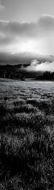 Black and white expansive Hokkaido restoration meadow with dewdrops - AI-generated stock image