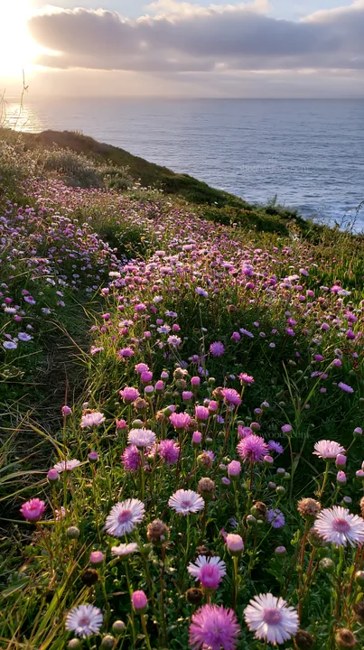 Meadow of wildflowers above Atlantic coast in Portugal - AI-generated stock image