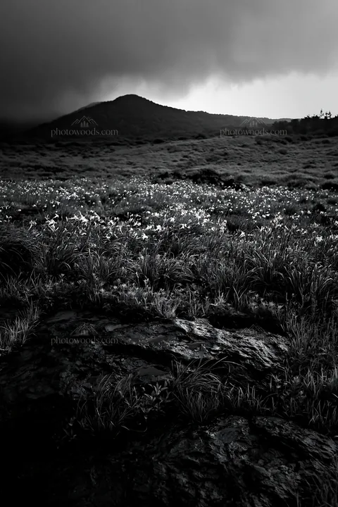 Black and white yamanashi regenerative meadow with basalt stones under cloudy sky - AI-generated stock image