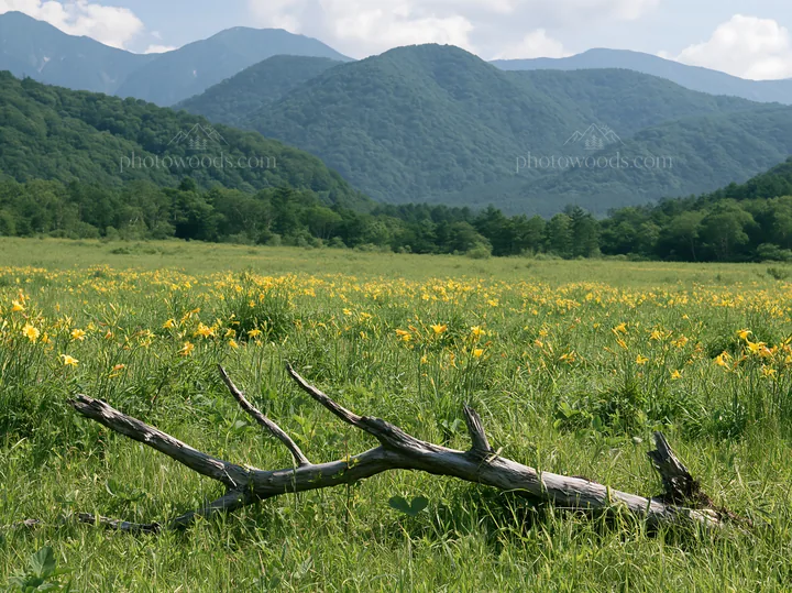 Yamagata rewilded meadow fallen branch foreground captures nature - AI-generated stock image
