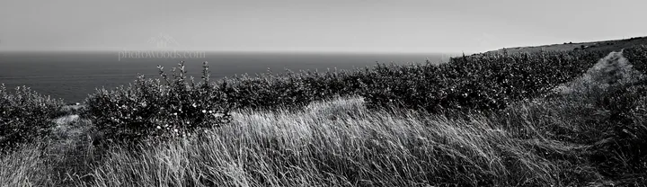 Seaside orchard meadow with grass and ocean view - AI-generated stock image