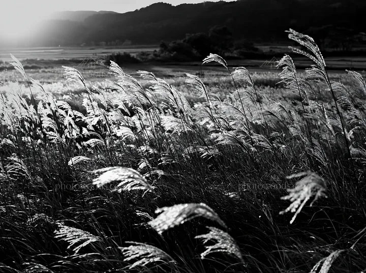 Reeds in Shiga wetland meadow during sunset light - AI-generated stock image