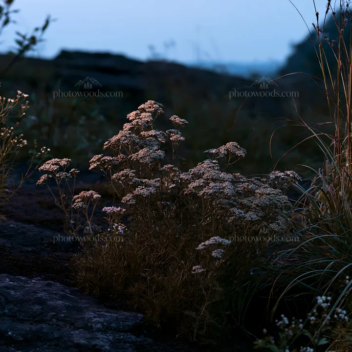 Meadow yarrow blooms at twilight near rocky terrain - AI-generated stock image