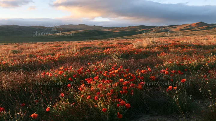 Cloudy foothill meadow with red flowers in open landscape - AI-generated stock image