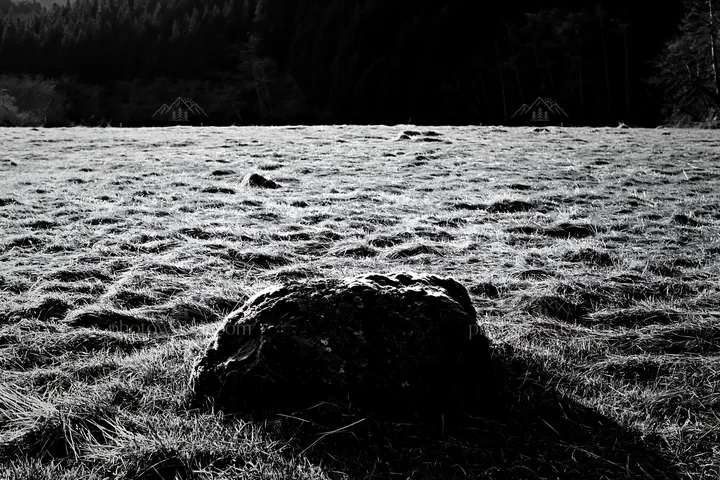 Black and white miyagi spring recovery meadow mossy stone in natural setting - AI-generated stock image