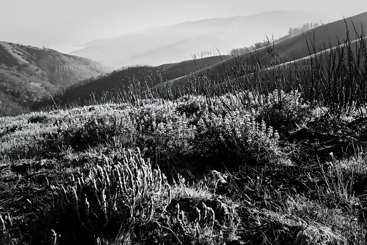 Climate-resilient meadow with diverse vegetation in black and white - AI-generated stock image