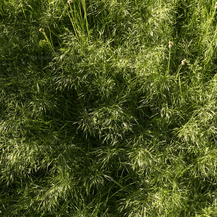 Meadow grass seedheads in bright natural light - AI-generated stock image