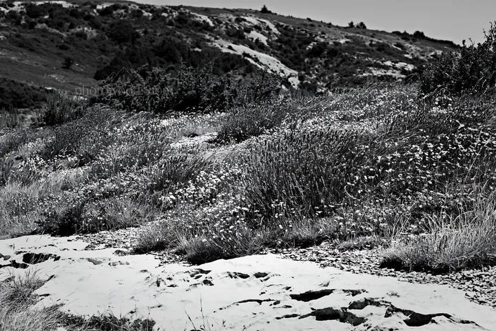 Black and white drought-tolerant meadow with colorful wildflowers and rocky path - AI-generated stock image