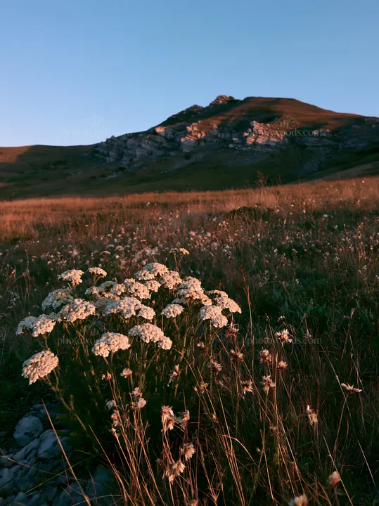 Twilight meadow with yarrow flowers and a rocky hill - AI-generated stock image
