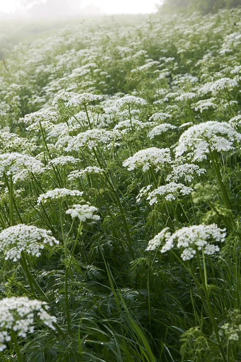 Cow parsley meadow with white flowers in a green field - AI-generated stock image