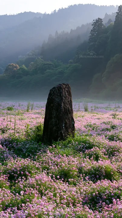 Kyoto spring wildflower meadow stone foreground - AI-generated stock image