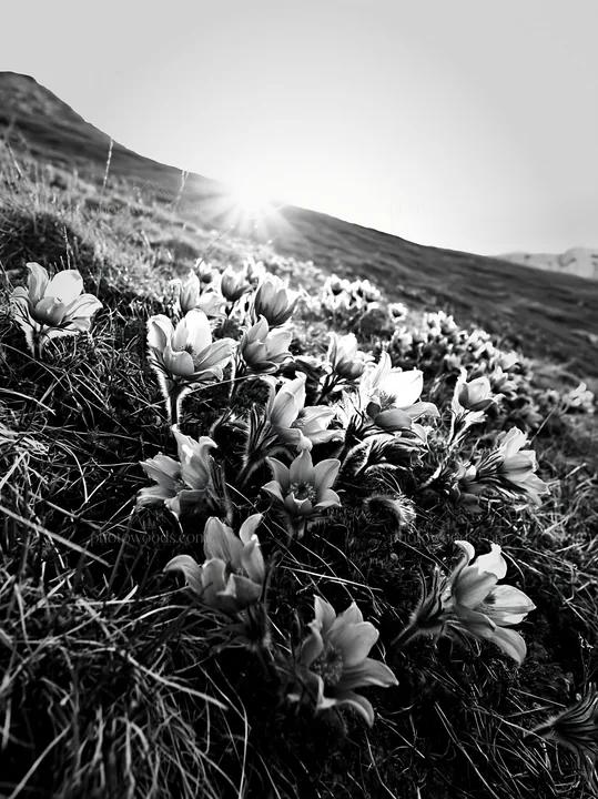 Sunny limestone meadow with flowers and rising sun - AI-generated stock image