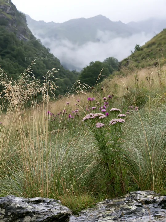 Climate-resilient meadow with wildflowers in the mountains - AI-generated stock image