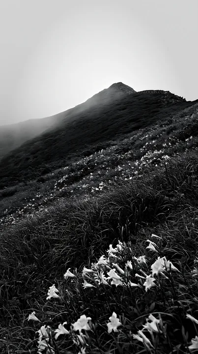Daylilies blooming on Kirigamine highland during morning fog - AI-generated stock image