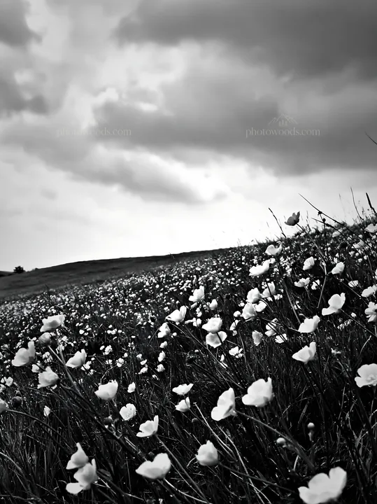 Colorful buttercup meadow under a cloudy sky - AI-generated stock image