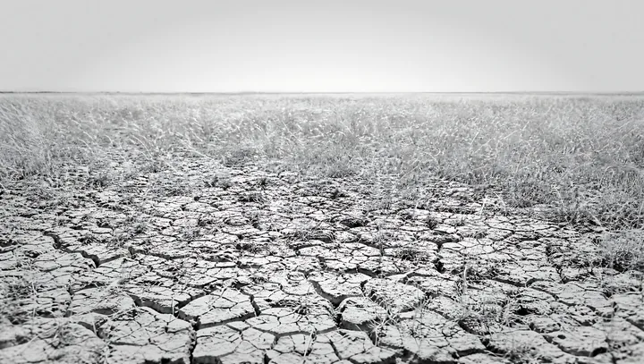 Black and white drought-tolerant meadow under clear sky with dry soil - AI-generated stock image