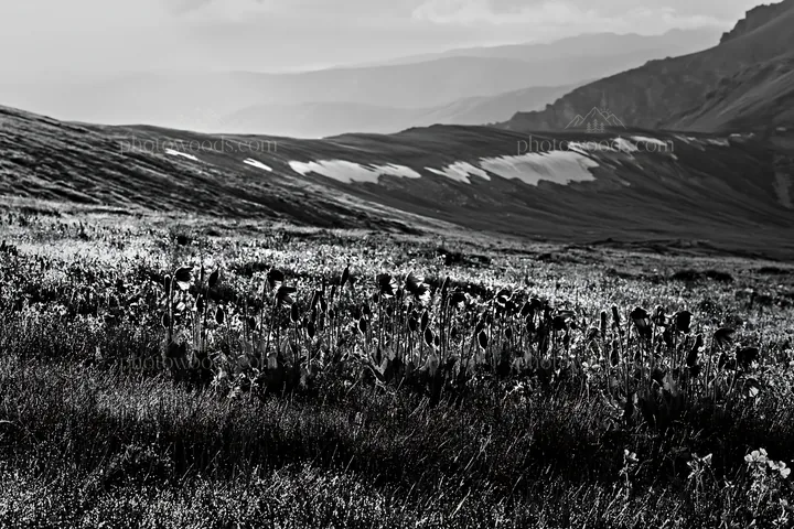 Black and white snowline meadow with wildflowers in a mountainous area - AI-generated stock image