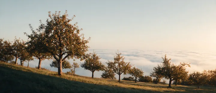 Hillside apple meadow with trees above the clouds - AI-generated stock image