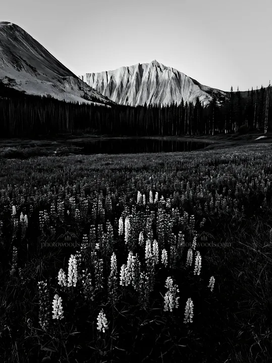 Colorful lupine meadow with mountains in the background - AI-generated stock image