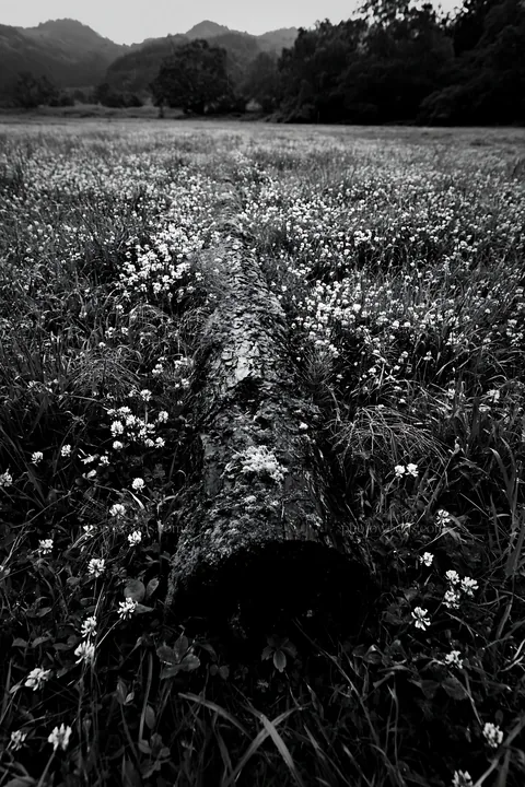 Mossy log in a low carbon meadow in Gifu - AI-generated stock image