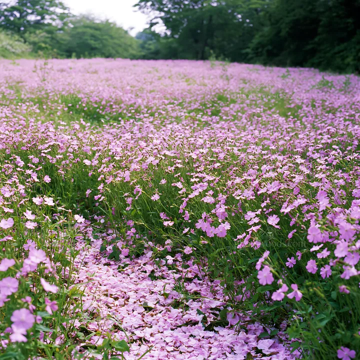 Fukuoka spring meadow with fallen blossoms in the foreground - AI-generated stock image
