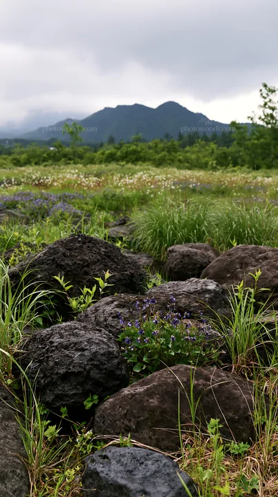Yamanashi regenerative meadow with basalt stones and wildflowers - AI-generated stock image