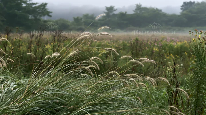 Iwate rain refreshed meadow seedhead in the foreground - AI-generated stock image