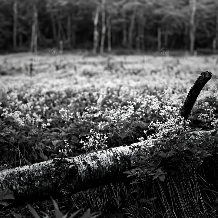 Black and white weathered log in a meadow with flowers and green plants - AI-generated stock image